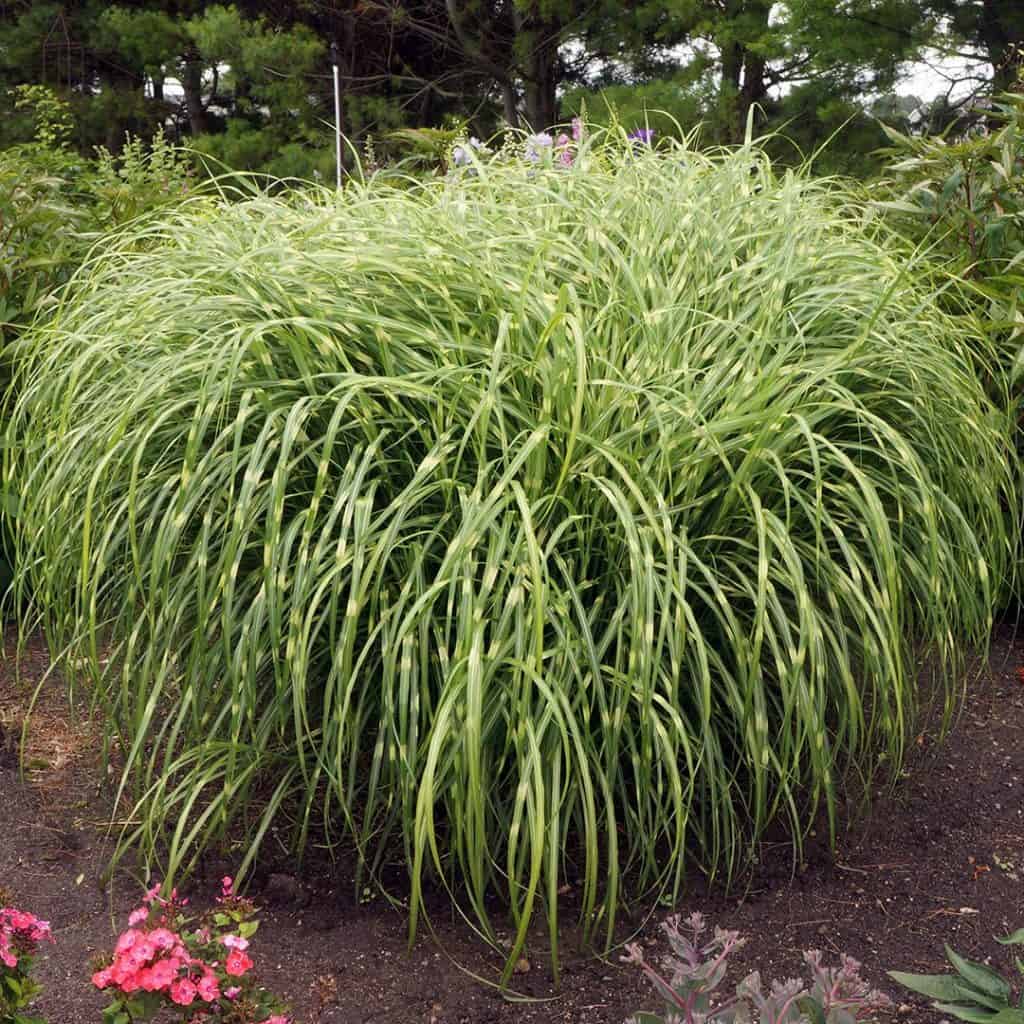 A large, dense ornamental grass bush with long, slender green leaves grows in a garden bed, surrounded by other plants and flowers.