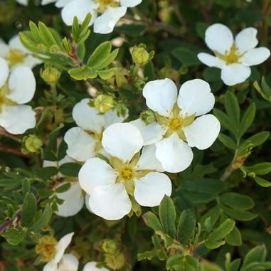 White five-petaled flowers with yellow centers bloom among green leaves and unopened buds, creating a natural, vibrant garden scene.