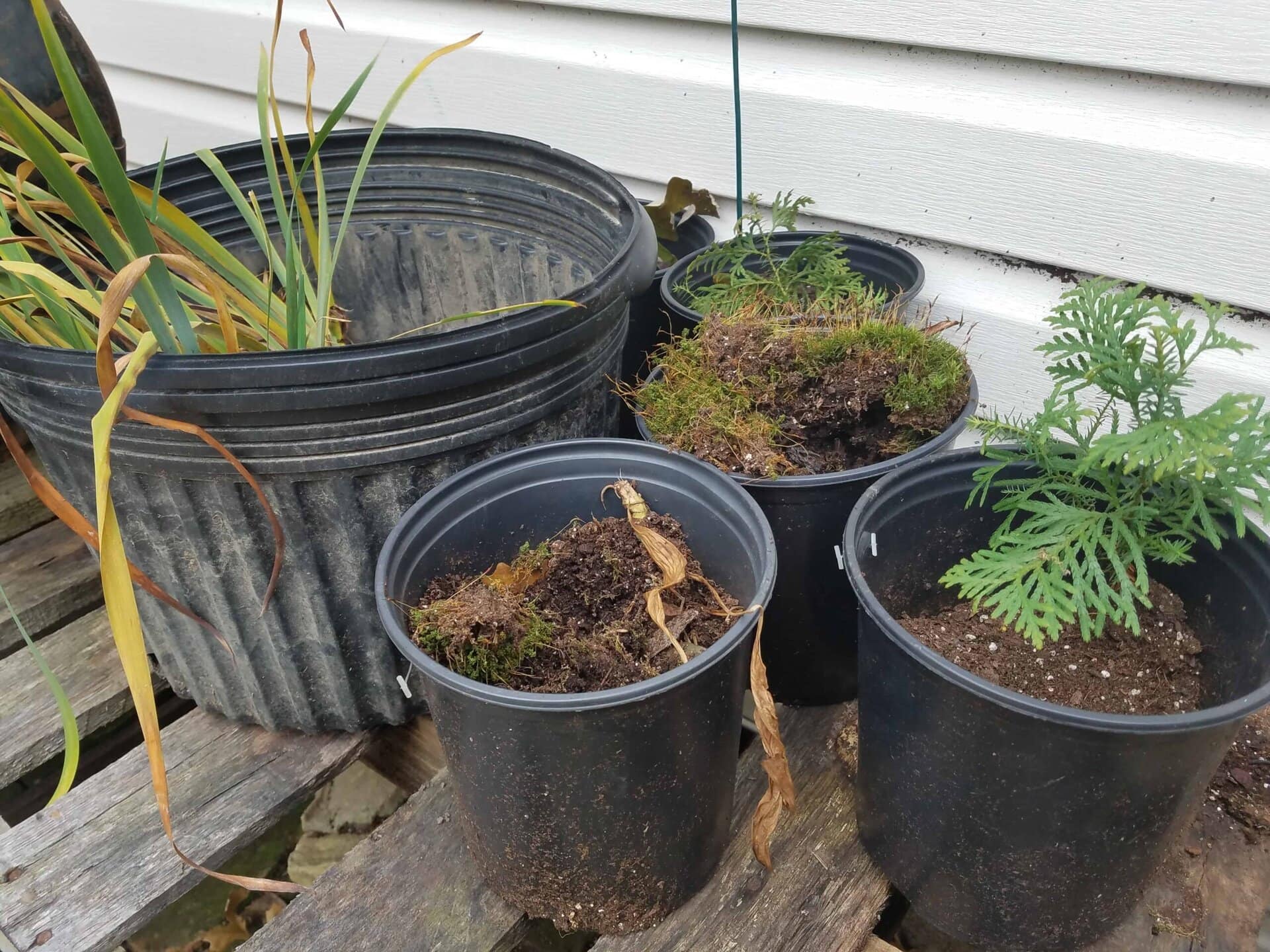 Four black plastic pots with various plants and moss sit on a weathered wooden surface outdoors, against a white wall. The plants include green ferns and some dried or yellowing leaves.