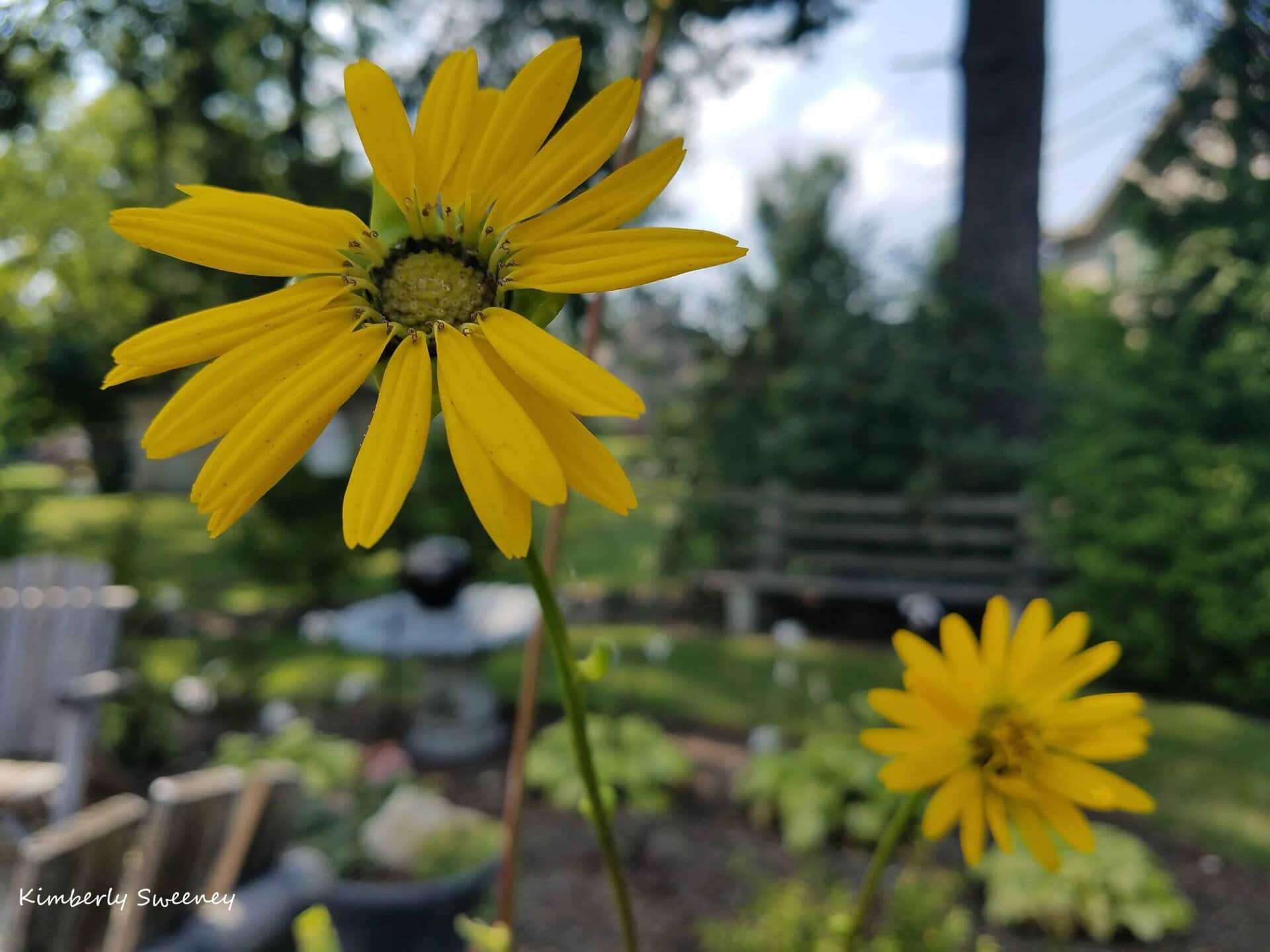 Two yellow flowers in sharp focus, with one close and one farther back. The background shows a garden with trees, greenery, a wooden bench, and a white fence, softly blurred.