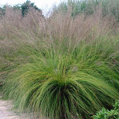 A large clump of ornamental grass with fine, green blades and airy, delicate flower plumes, growing beside a paved area in a garden.