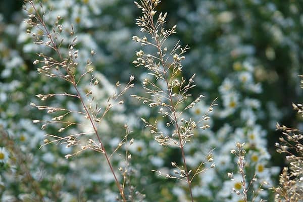 Close-up of delicate grass stems in focus with a blurred background of small white flowers and greenery.