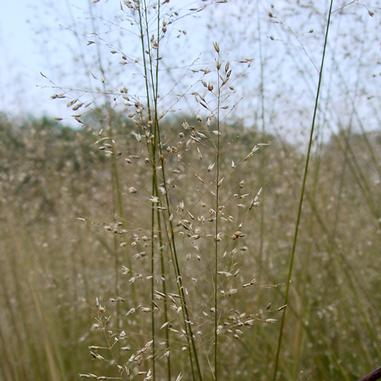 Close-up of tall, thin, beige grass stems with small seeds, set against a blurred natural background. The sky appears pale, giving the scene a soft, muted look.