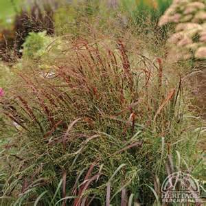 A dense clump of ornamental grass with reddish-purple stems and feathery seed heads, set in a garden with blurred green and tan plants in the background.