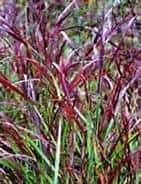 Tall, thin grasses with red, purple, and green blades growing densely outdoors, creating a vibrant and colorful natural scene.