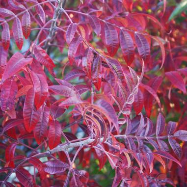 A close-up of vibrant red and purple leaves on a shrub or small tree, with sunlight filtering through, creating a colorful, textured pattern.