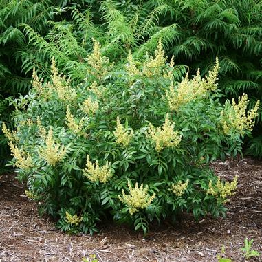 A dense shrub with glossy green leaves and clusters of pale yellow flowers, growing in a mulched garden bed with taller evergreen plants in the background.