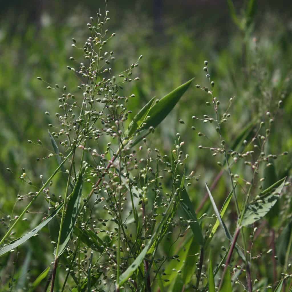 Green grass and plants with thin stems and small round seed pods growing densely in a natural outdoor setting, with sunlight illuminating the leaves and background.