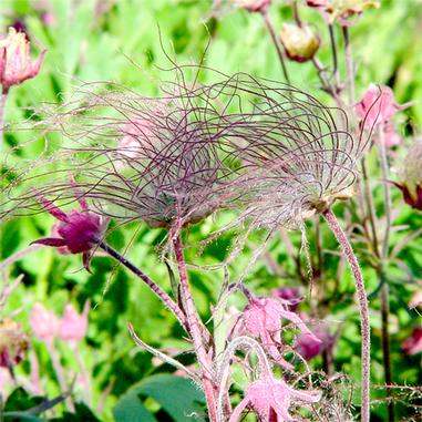 Pink prairie smoke flowers with feathery seed heads stand among green grass and blurred pink blooms, creating a soft, wispy texture in a garden setting.