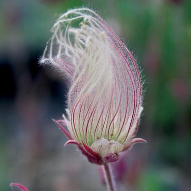 Close-up of a plant with feathery, pink and white, silky seed head and green blurred background. The delicate strands give the plant a soft, airy appearance.