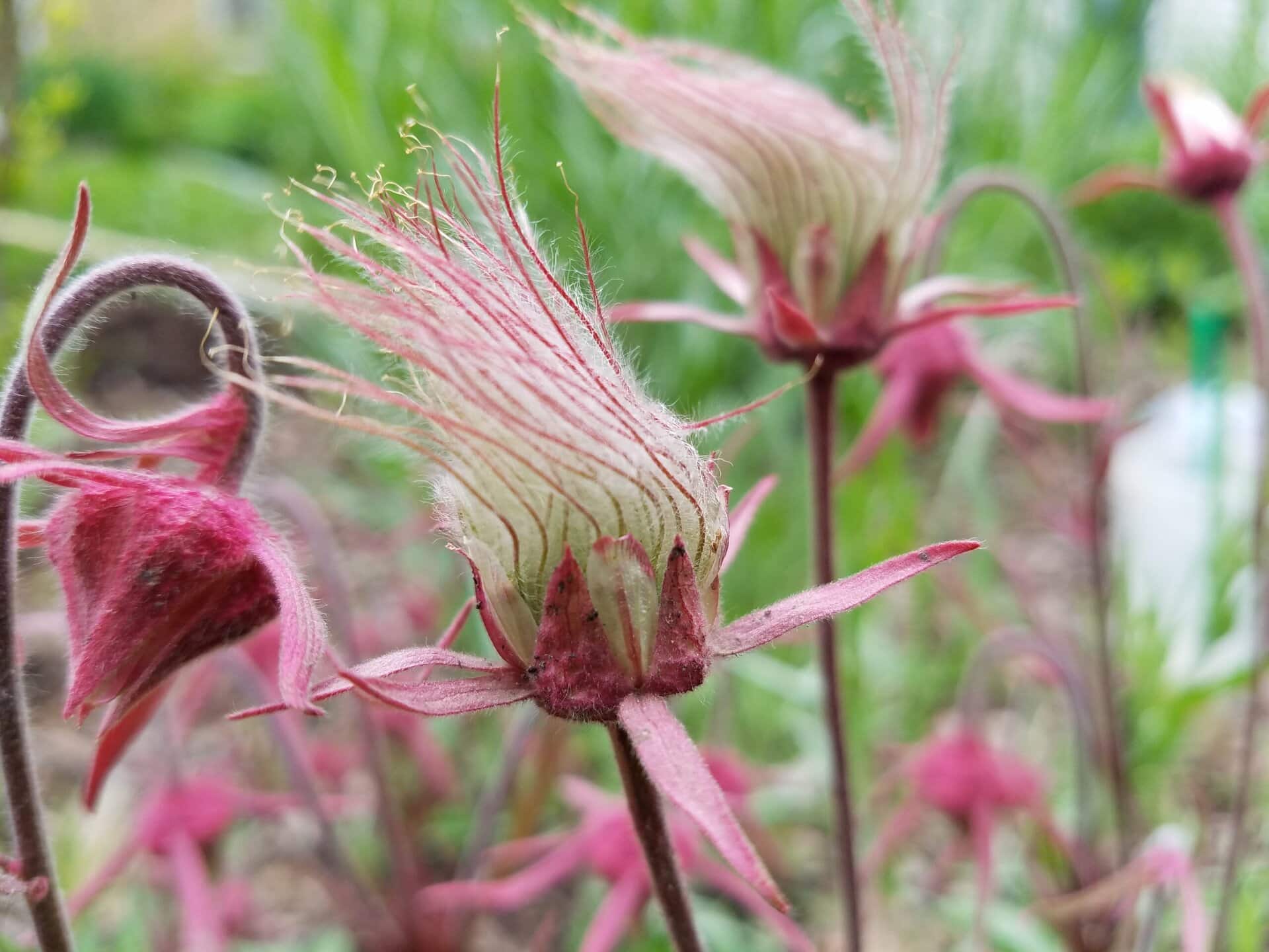 Close-up of wild prairie smoke flowers with pinkish-red stems and feathery seed heads, set against a blurred green garden background.