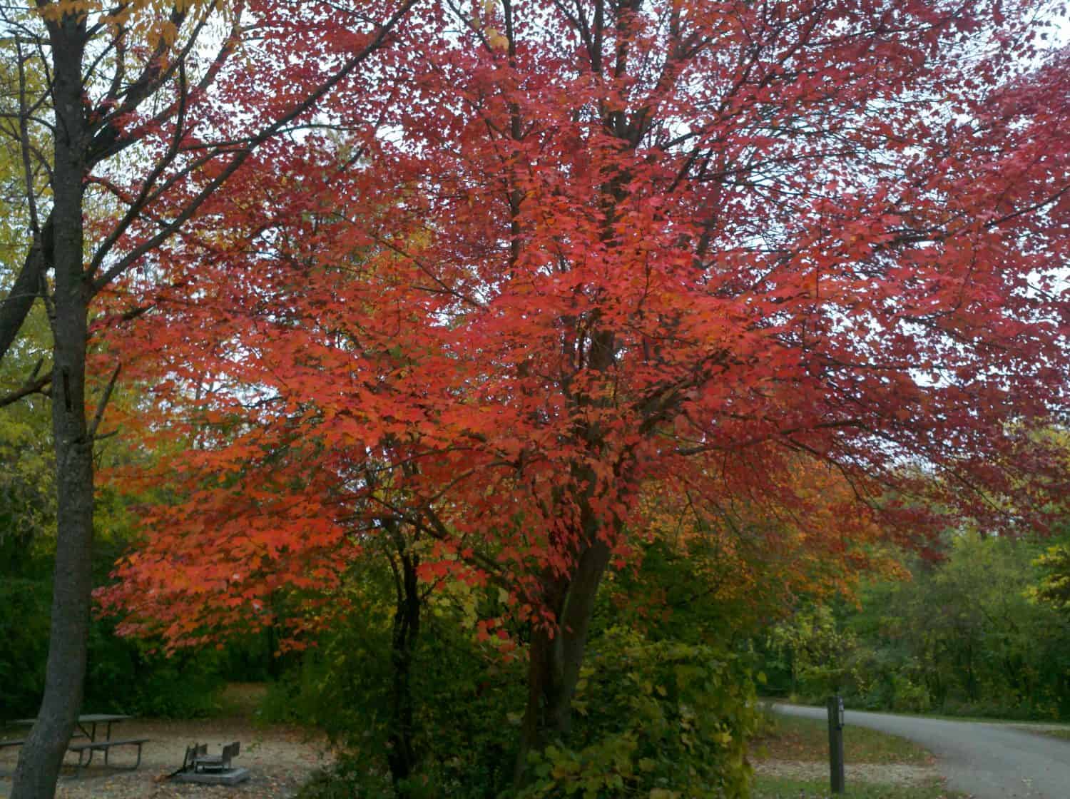 A tree with vibrant red autumn leaves stands near a park path, surrounded by green and yellow foliage. A picnic table is visible on the left under another tree.