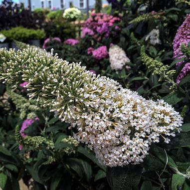 A cluster of small white flowers blooms on a long stem, surrounded by green leaves and other purple and pink flowers in the background.