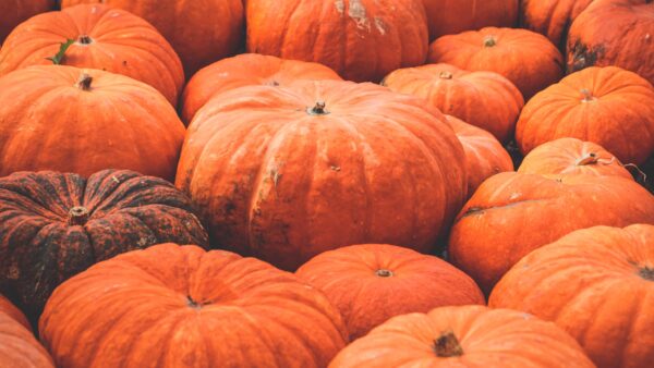 A close-up view of a pile of orange pumpkins, some large and others small, filling the entire frame.