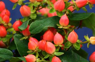 Cluster of small, bright red and orange, berry-like fruits with green leaves against a dark blue background.