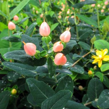 Cluster of pink buds on green stems with oval leaves; a single yellow flower blooms nearby. The background is filled with green foliage.