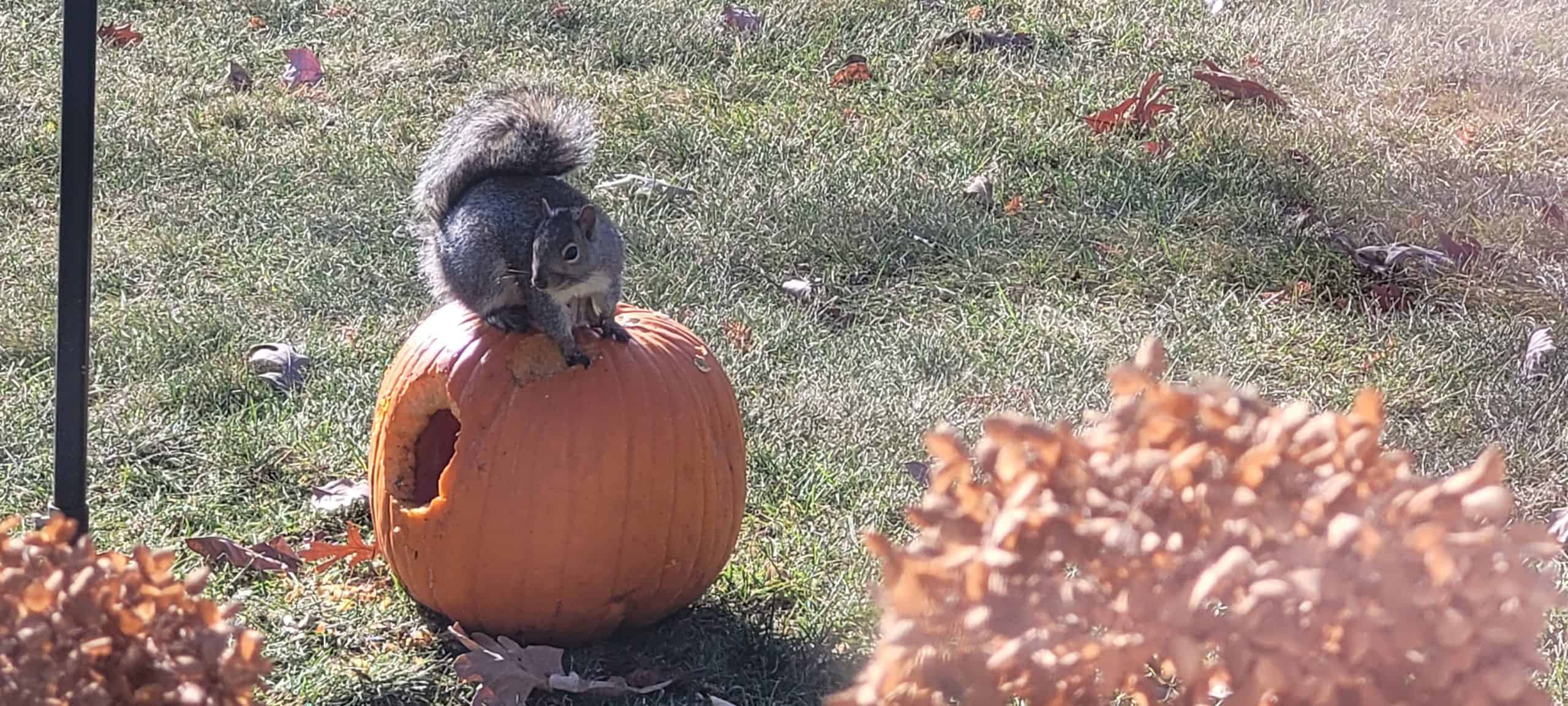 A squirrel stands on top of a large orange pumpkin with a hole chewed in it, on a grassy lawn with fallen autumn leaves and dried plants in the foreground.