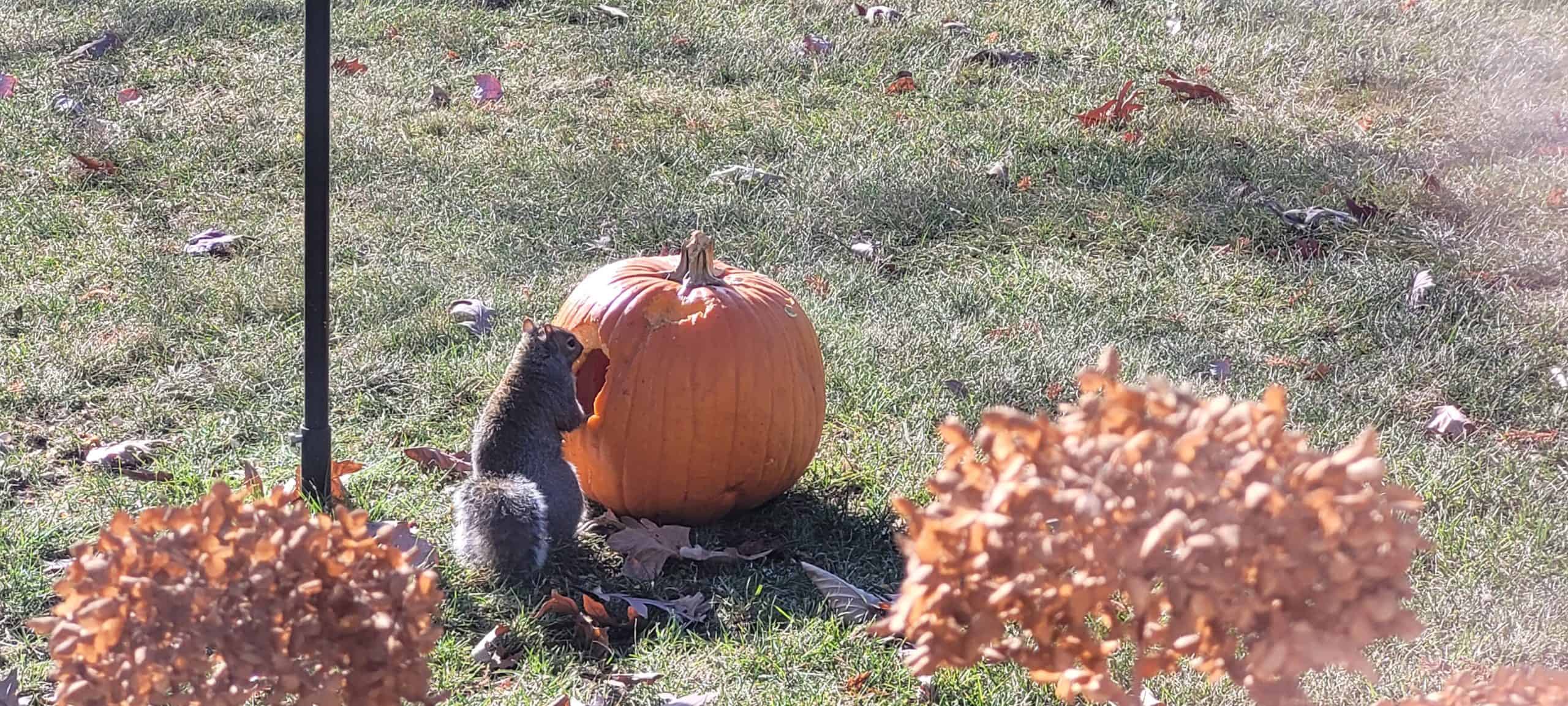 A squirrel stands on grass, biting into a large orange pumpkin, with dried brown plants in the foreground and fallen leaves scattered around.