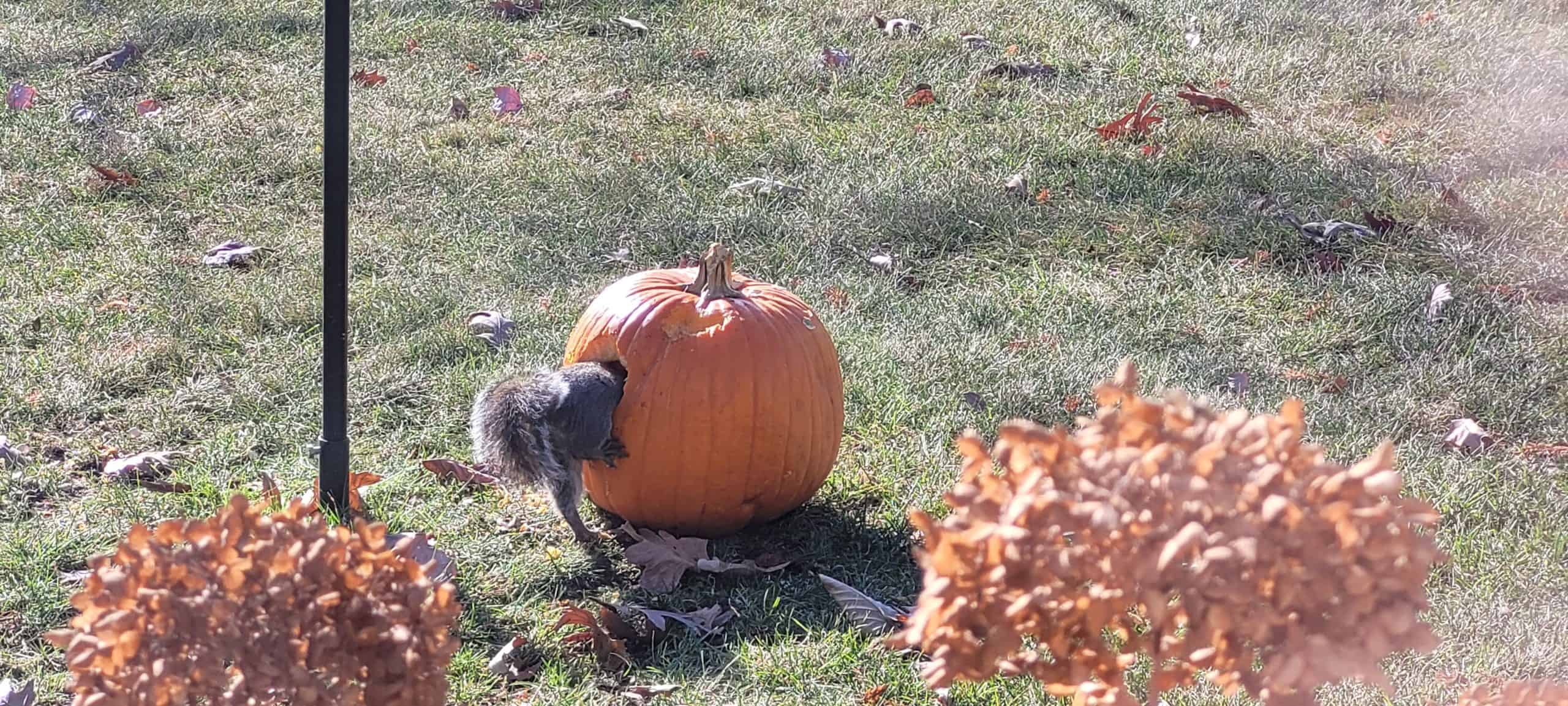 A squirrel with its head inside a large pumpkin sits on grass, surrounded by dry brown plants and autumn leaves.
