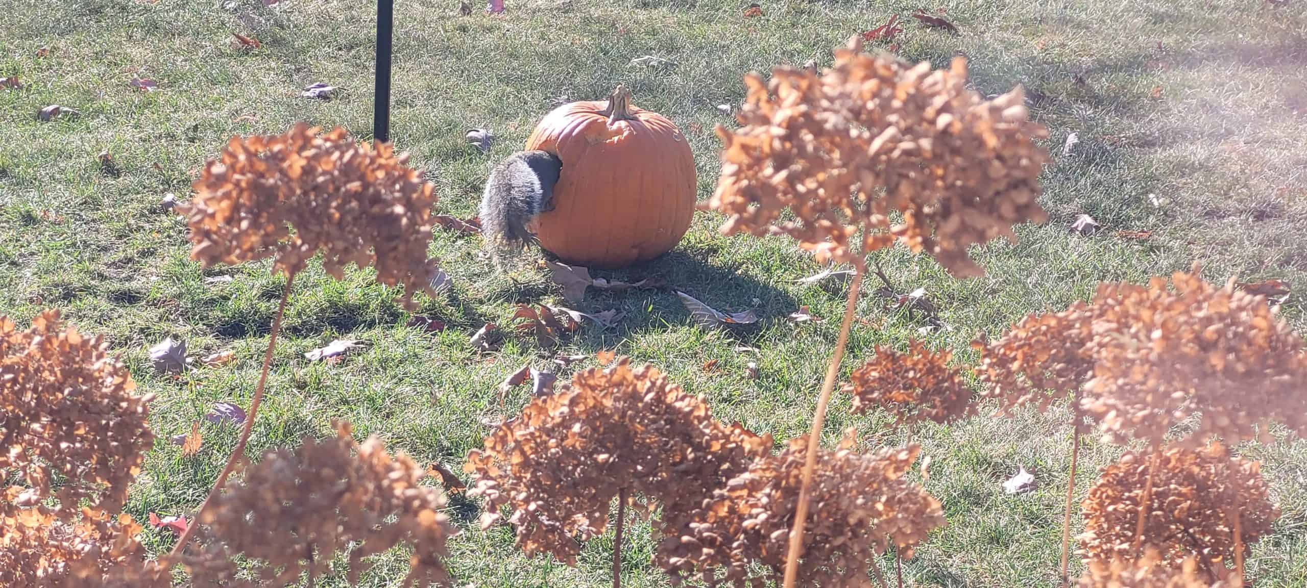 A squirrel is eating from a pumpkin on a grassy lawn, surrounded by dried brown flowers in the foreground.