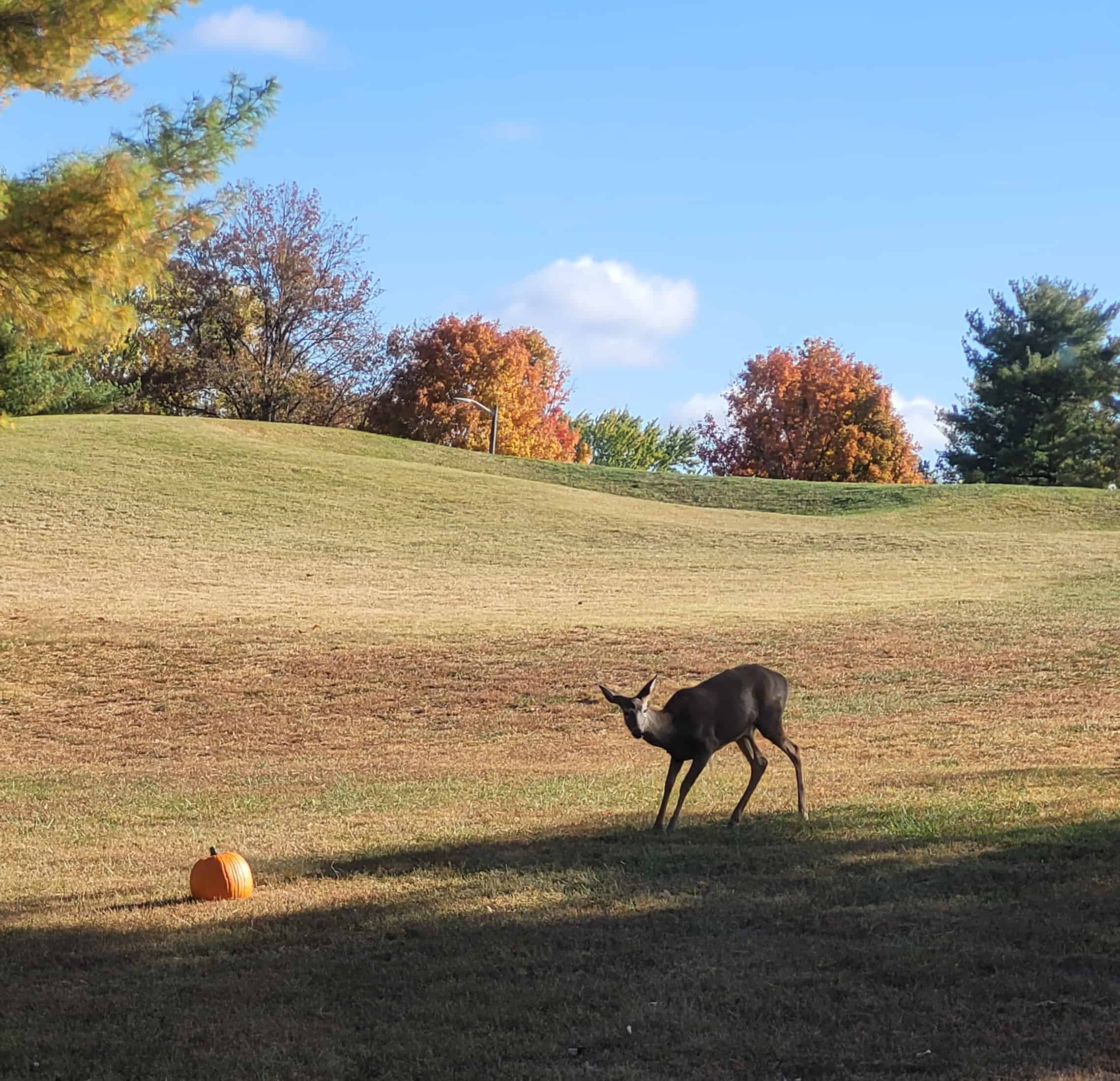 A deer stands on a grassy hill next to a pumpkin under a clear blue sky, with colorful autumn trees in the background.