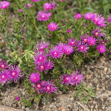 Bright pink ice plant flowers with thin petals bloom amid green succulent leaves, growing close to the ground on a patch of soil and small stones.