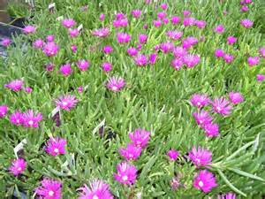 A patch of green succulent plants with many bright purple-pink flowers in bloom, filling the entire image.