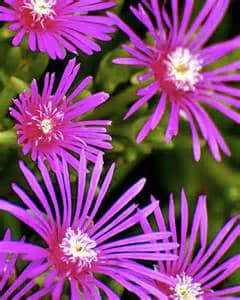 Bright purple flowers with thin, spiky petals and white centers are seen against a background of green foliage.