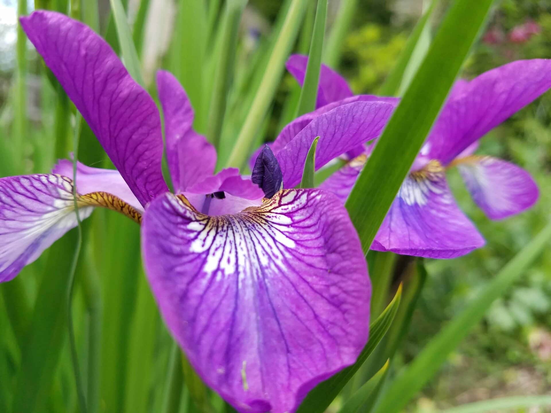 Close-up of vibrant purple iris flowers with delicate white and yellow patterns, surrounded by slender green leaves in a garden setting.