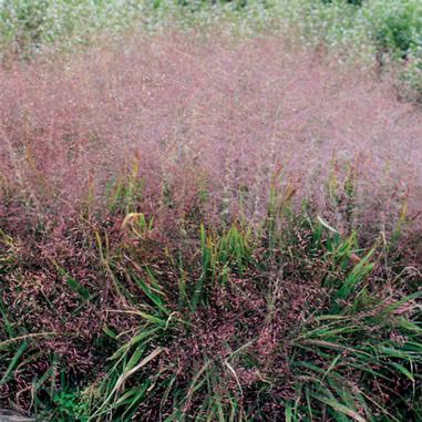Dense clumps of grass with green leaves and airy, pinkish-purple flower heads growing in a garden setting.