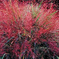 Dense, wispy red grass with delicate, airy seed heads and a few green blades, creating a vibrant, textured appearance against a dark background.