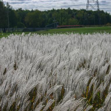 A field of tall, white feathery grass sways in the wind under a partly cloudy sky, with trees and a metal transmission tower visible in the background.
