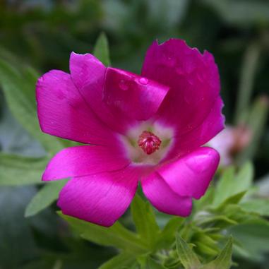 Bright pink flower with a white center and green leaves in the background, photographed close-up. Some petals have slight imperfections and water droplets, highlighting the flowers delicate texture and vivid color.