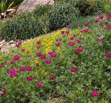 A sloped garden bed with clusters of bright magenta and yellow wildflowers, surrounded by green foliage and rocks in the background.