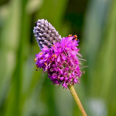 Close-up of a purple prairie clover flower with vibrant purple petals and a cylindrical flower head, set against a blurred green background.