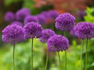 Several purple allium flowers with round heads are blooming on tall green stems, set against a blurred background of greenery and hints of reddish foliage.