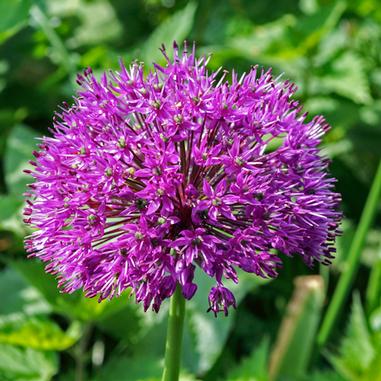 A close-up of a vibrant purple allium flower in full bloom, with many small florets forming a round cluster, set against a background of green leaves.