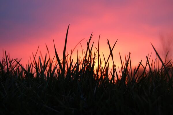 Silhouette of tall grass against a vibrant sunset sky, blending pink, orange, and purple hues in the background.