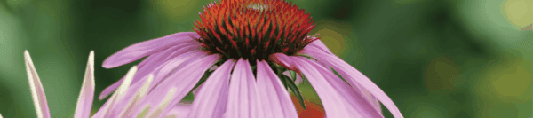 Close-up of a purple coneflower with soft pink petals and a spiky, reddish-brown center, set against a blurred green background.