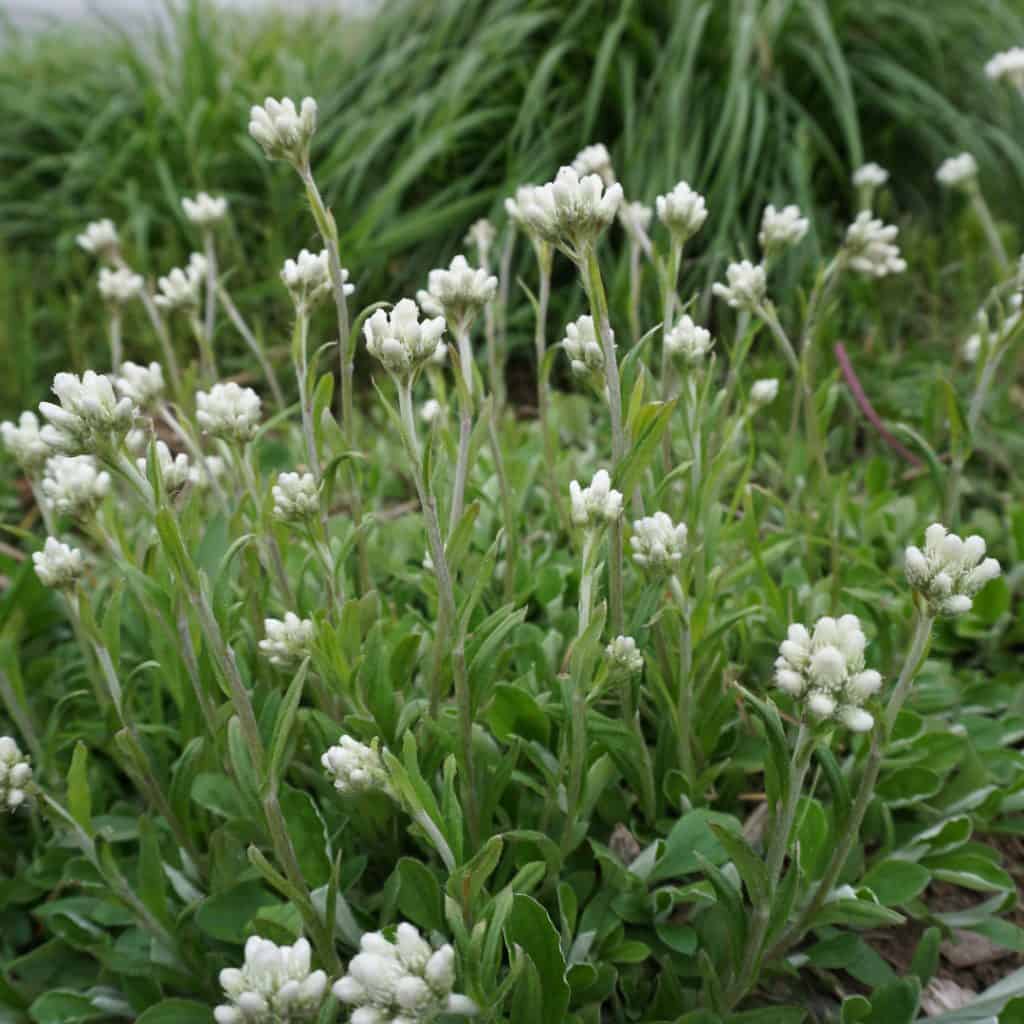 Low-growing green plants with small, white, clustered flowers bloom in a grassy outdoor setting. Taller green grass appears blurred in the background, suggesting a natural, wild environment.