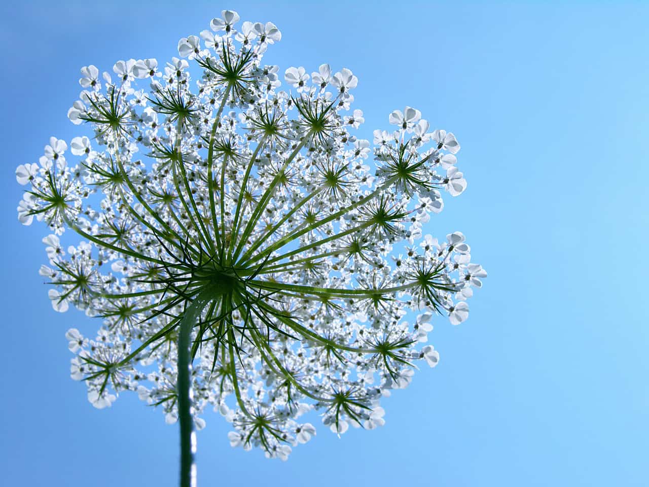 Close-up view of a delicate white flower, seen from below against a clear blue sky. The green stem and intricate patterns of tiny white petals are in sharp focus, creating a lacy, umbrella-like effect.