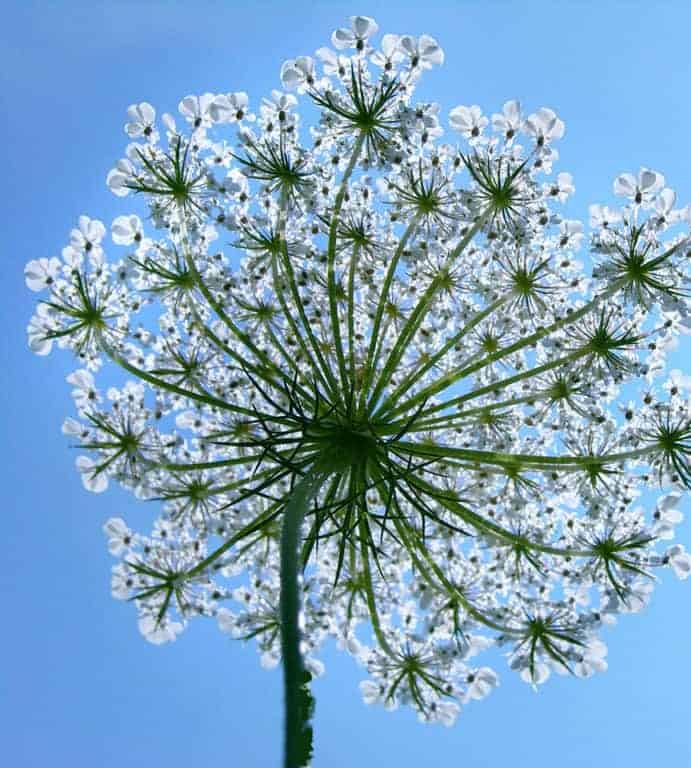 Close-up view from below of a Queen Annes lace flower, showing its delicate white clusters and green stems against a clear blue sky.