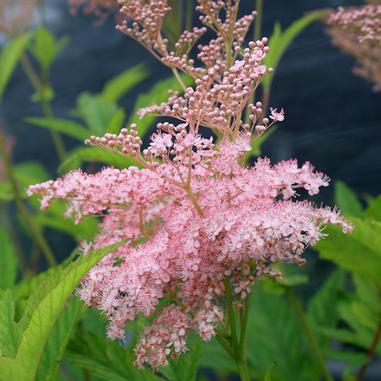 Pink clustered flowers with delicate, feathery petals and buds, surrounded by green leaves, set against a dark blurred background.