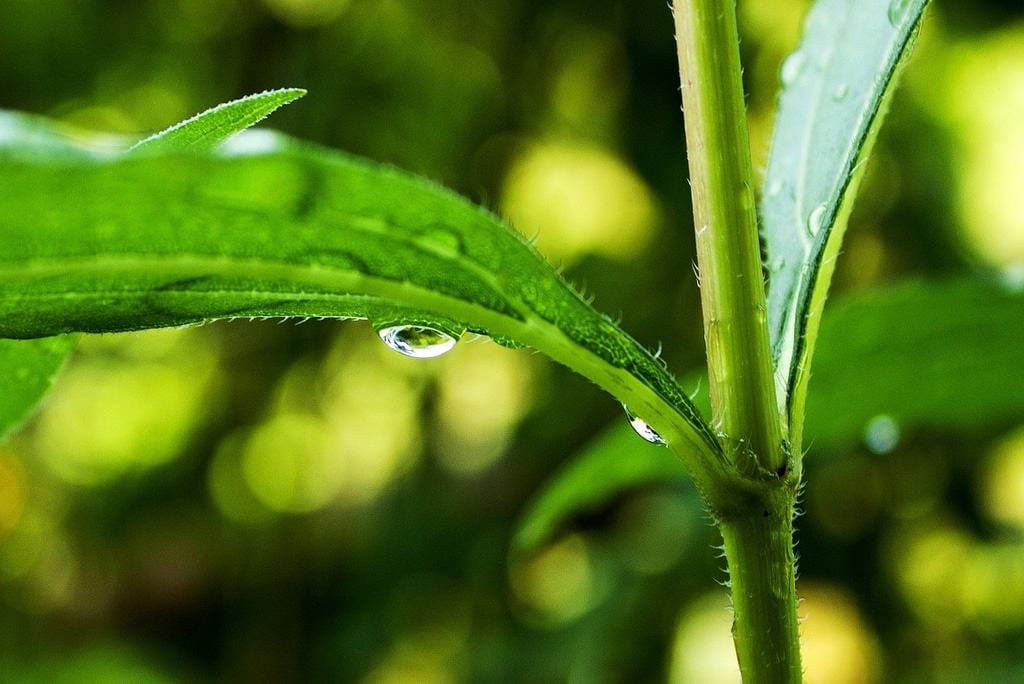 A close-up of a green plant stem and leaf with water droplets, set against a blurred green background.