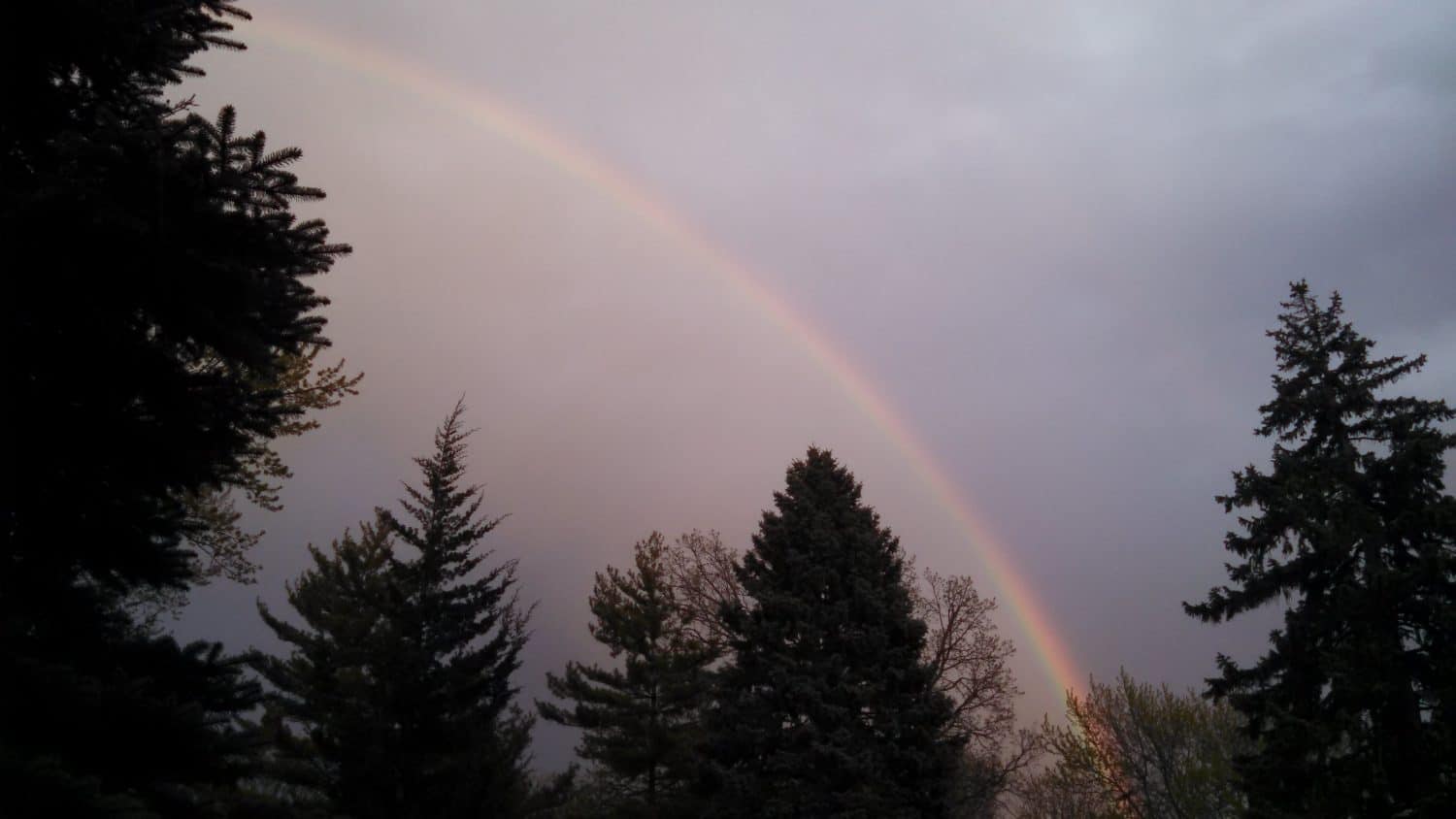 A faint rainbow arcs across a cloudy sky above tall pine and fir trees, with soft evening light illuminating the scene.