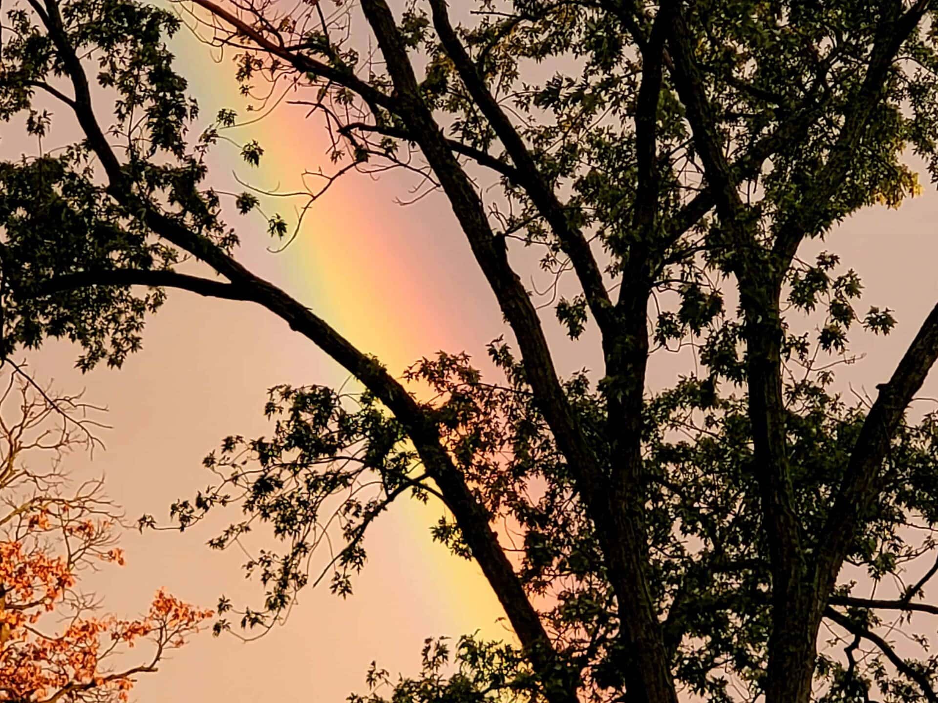 A rainbow appears in the sky behind tree branches filled with green leaves, creating a colorful backdrop in the evening light.