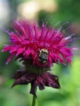 A close-up of a bright magenta flower with spiky petals and a bee collecting nectar, set against a blurred green background.