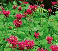 Bright pinkish-red bee balm flowers with spiky petals bloom among dense green foliage in a garden setting.