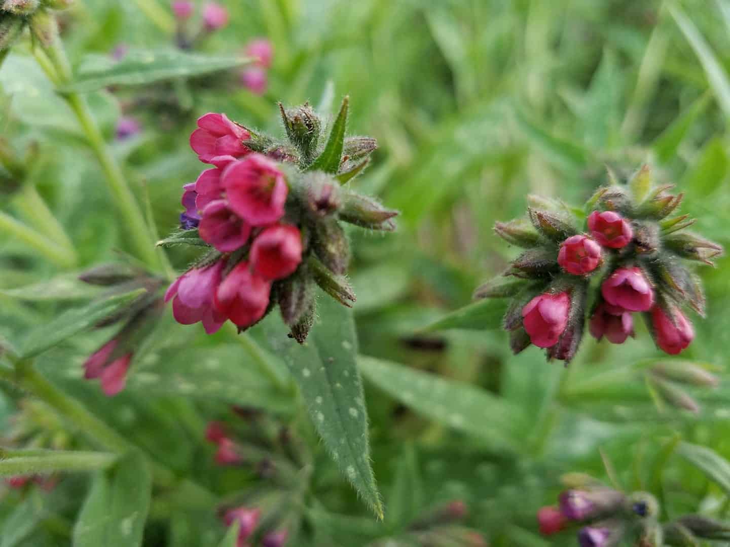 Close-up of small, pink wildflowers with fuzzy stems and green leaves, set against a blurred green background of foliage.