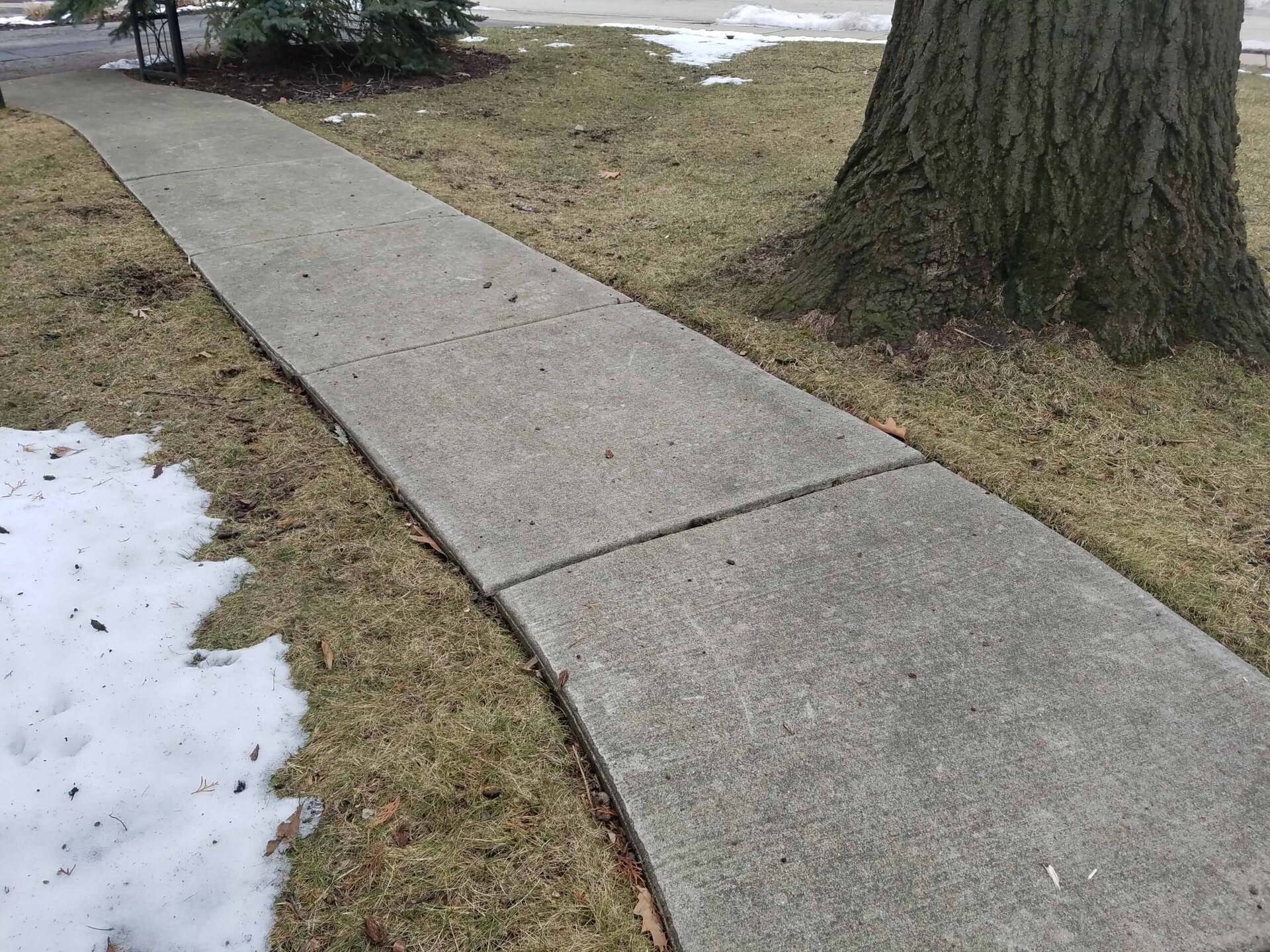 A curved concrete sidewalk runs through grass with patches of melting snow. A large tree trunk is next to the sidewalk, and some evergreens are in the background.